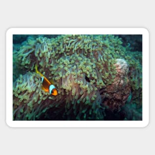 sea anemone with clownfish Sticker